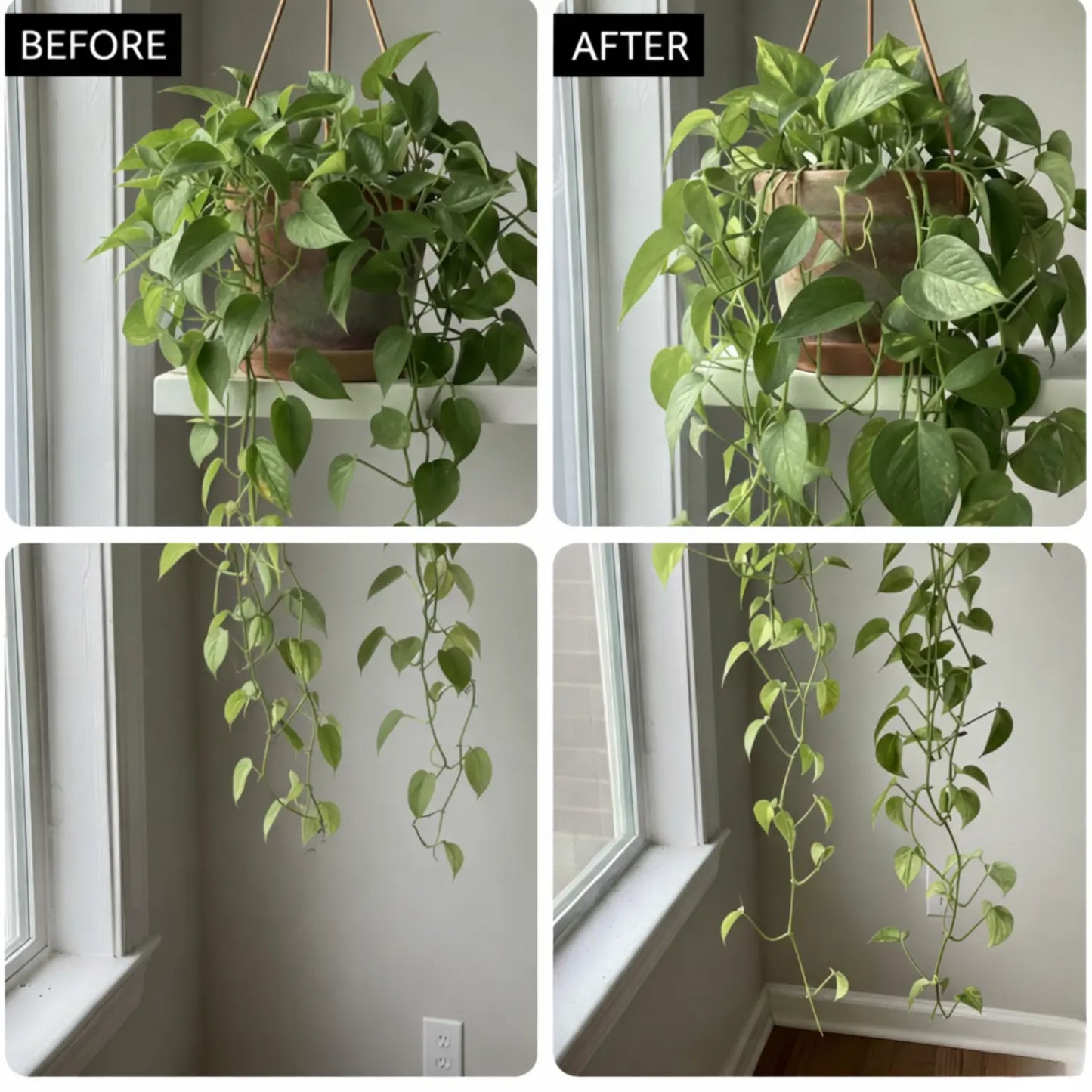 Natural Houseplant Food