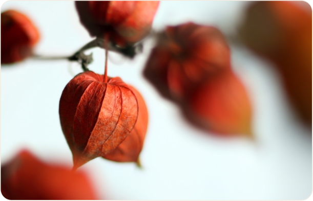 Ashwagandha (KSM-66®)