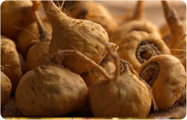 Maca Root Powder
