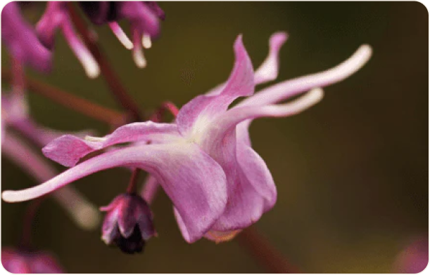 Epimedium Extract