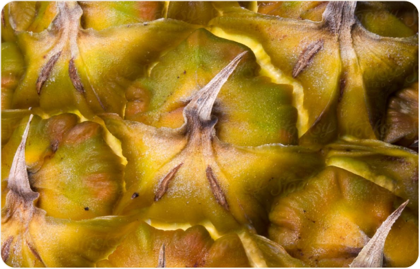 Pineapple Fruit Powder
