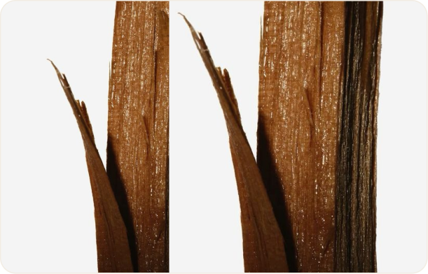 Slippery Elm Bark Extract