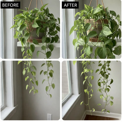 Natural Houseplant Food
