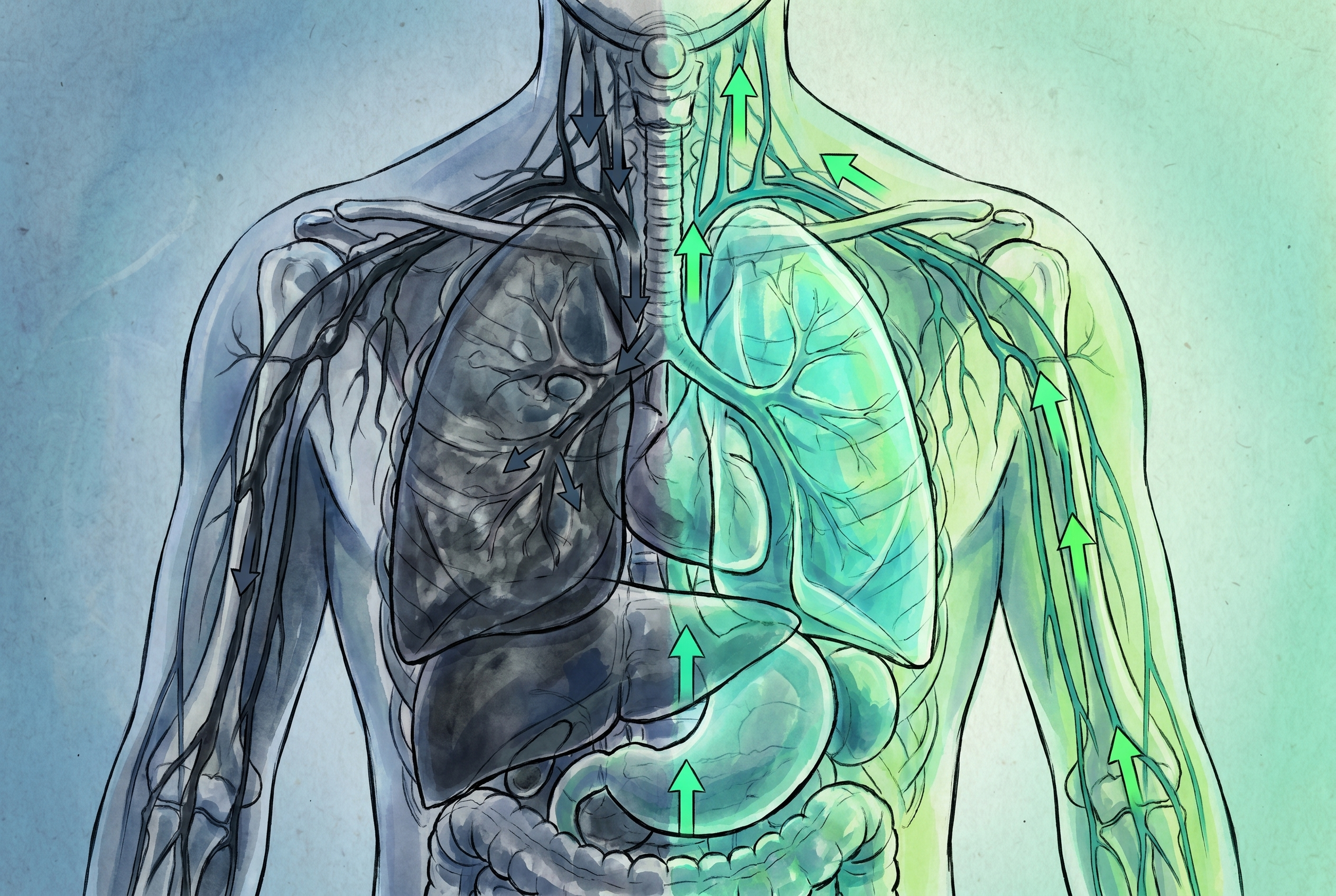Clogged vs unclogged lungs comparison